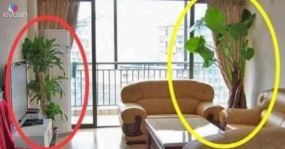 4 loại cây là khắc tinh của Thần Tài, để trong phòng khách sẽ hút cạn may mắn