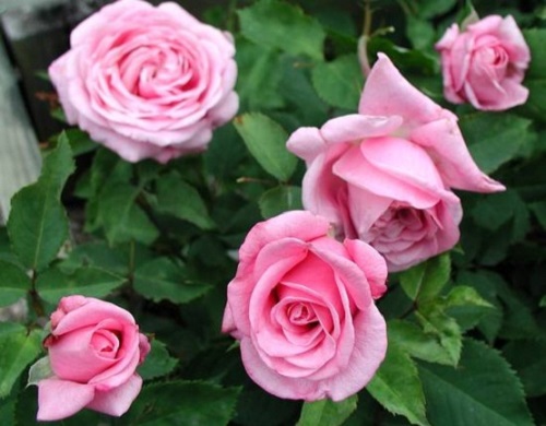 Mơ thấy hoa hồng, cẩn thận có tình địch