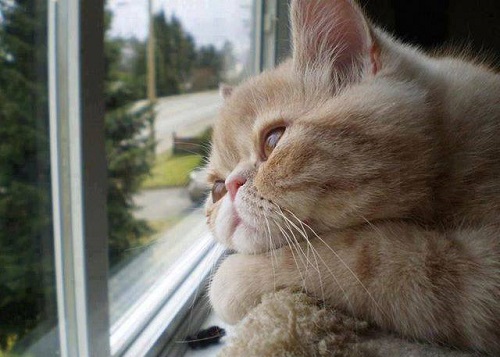 Thở dài, rên la nhưng chưa chắc đã là đau khổ