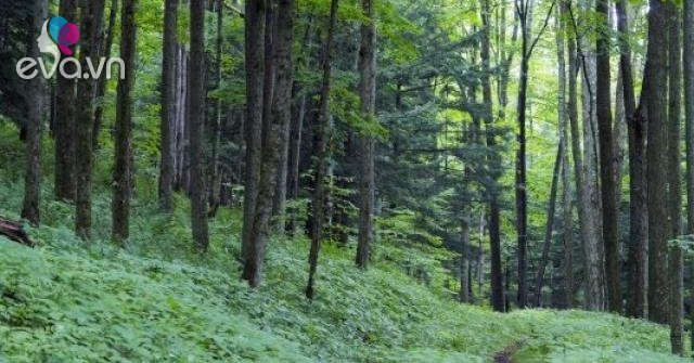 Mệnh Mộc hợp hướng nào để làm việc, mua nhà đem lại may mắn, tài lộc?