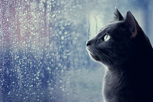 Bí ẩn đằng sau giấc mơ về cơn mưa, cơn gió