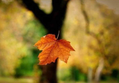 Chiếc lá lìa cành Chiếc lá lìa cành