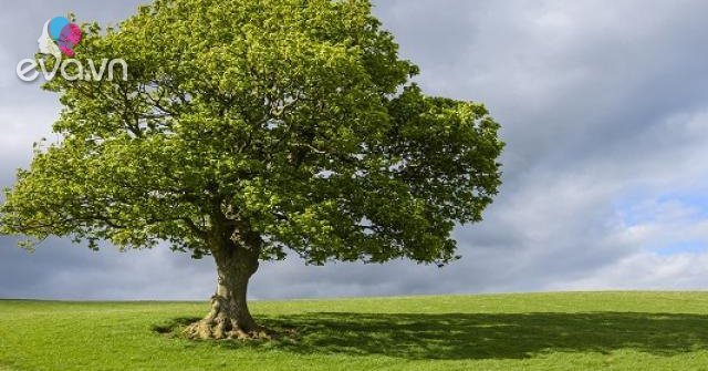 Mệnh Mộc hợp nhà, xe màu gì để mọi thứ được thuận lợi, hanh thông?