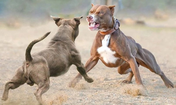 Đà Nẵng: Bị đánh hội đồng, xua chó dữ pitbull, becgie cắn đối thủ Đà Nẵng: Bị đánh hội đồng, xua chó dữ pitbull, becgie cắn đối thủ