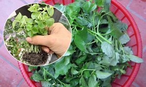 3 loại rau dại mọc đầy vườn ở Việt Nam nhưng là “thần dược”