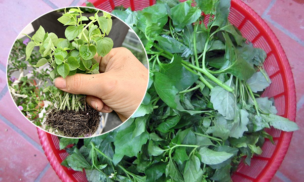 3 loại rau dại mọc đầy vườn ở Việt Nam nhưng là “thần dược” 3 loại rau dại mọc đầy vườn ở Việt Nam nhưng là “thần dược”